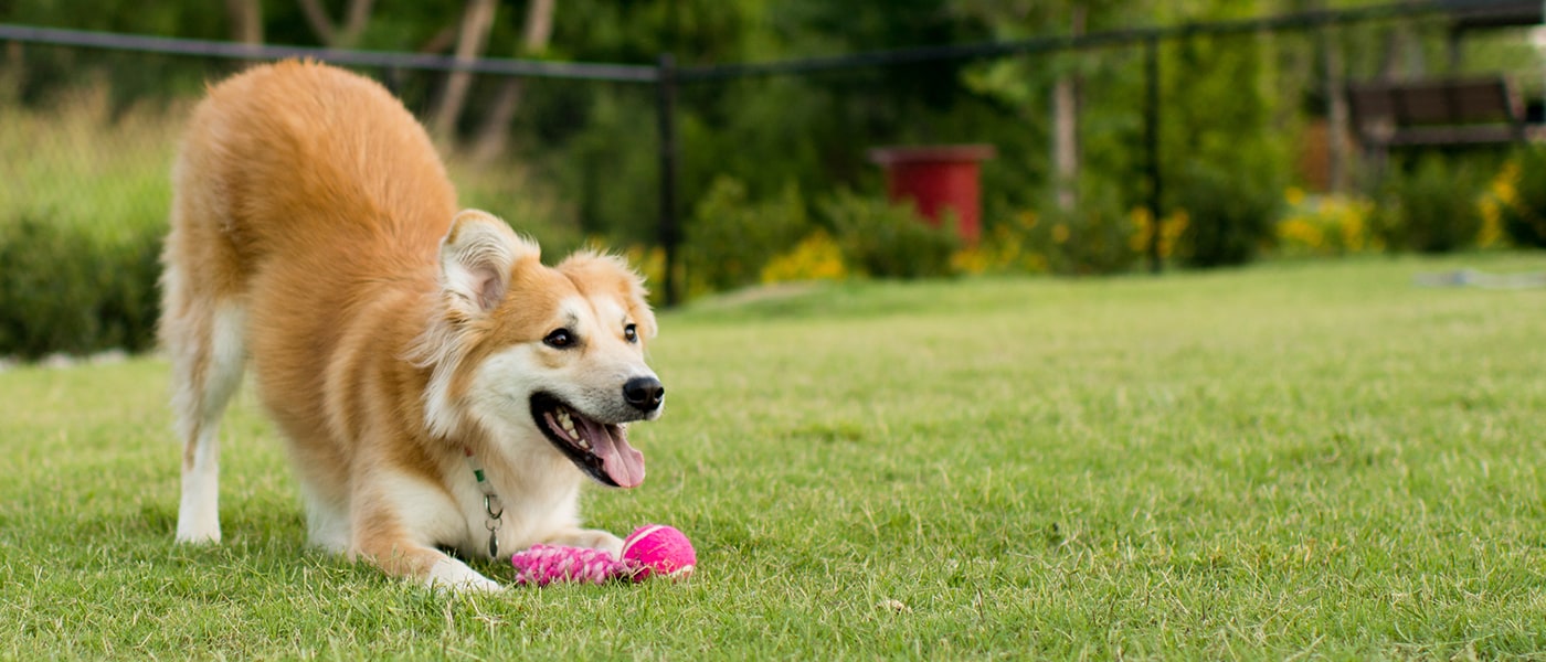 Pets Are Not Home Security Systems